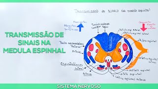 Medula espinhal e principais vias aferentes e eferentes [upl. by Elbys]