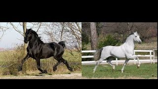 Cavalo Andaluz X Lusitano [upl. by Alphonsine631]