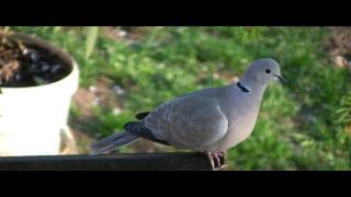 Streptopelia decaocto quot1080p NTSCquot [upl. by Arinaj819]