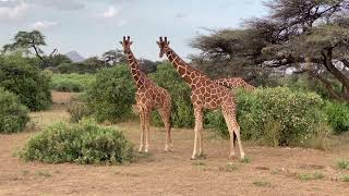 Giraffe Video  Giraffe Video in Hindi [upl. by Aehtorod]