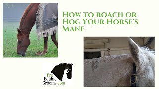 How to roach or hog your horses mane [upl. by Raasch616]