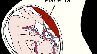 MNEMONIC  Diseases Which Cross Placenta [upl. by Akehsay444]