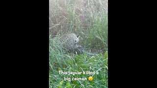 wildlife pantanal brazil jaguar caiman [upl. by Barbarese655]