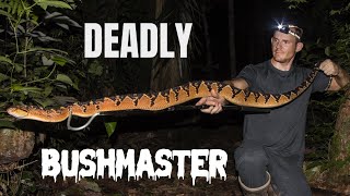 LARGEST VIPER IN THE WORLD DEADLY SOUTH AMERICAN BUSHMASTER [upl. by O'Mahony374]