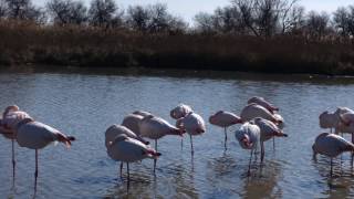 Une journée au parc ornithologique du Pont de Gau  Camargue [upl. by Akiria]