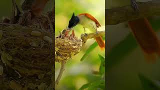 pakshi birds viralvideo shots terending viralshorts [upl. by Marder]