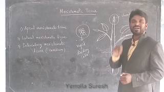 MERISTEMATIC TISSUE [upl. by Imelda]