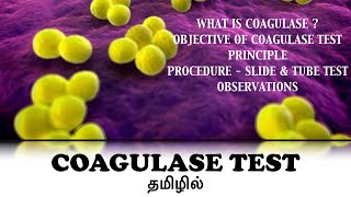 Coagulase test  Staphylococcus aureus  Free and Bound coagulase  Slide and tube test  Tamil [upl. by Aneeram893]