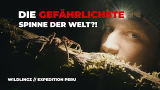 Die gefährlichste Spinne der Welt   Expedition Peru  WILDLINGZ [upl. by Ladnar]