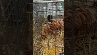 Gallinas Paduana pets gallinas chicken farming gallinos cute pet petlovers [upl. by Hemingway]