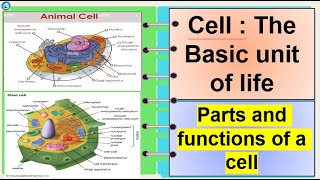 Science 7 Parts and functions of a cell [upl. by Leuname228]