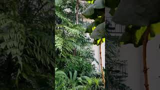 Nashville Opryland 2 shortsvideo [upl. by Aisatnaf]