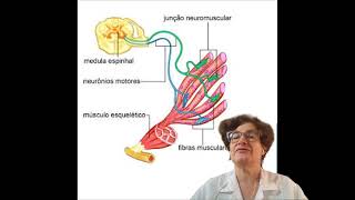 resposta questão tetraplegia flácida [upl. by Htiffirg]