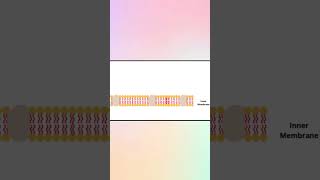 Gram Positive VS Gram Negative Bacteria youtubevideos microbiology biologyvideos feedshorts [upl. by Goodspeed]