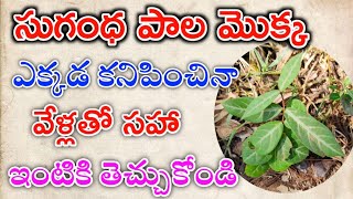 Sugandha pala plant teluguSugandha pala plant root benefits TeluguSugandhi plant uses [upl. by Acireh]