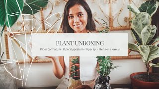 Plant Unboxing INDONESIA Rare Pipers  tanaman sirih langka [upl. by Jelena]