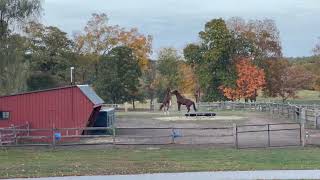 FB Livestream Goldys Farm Animal Sanctuary Chester and Clancy 1215am 1072024 [upl. by Ciredec]