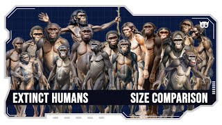 Size Comparison Extinct Humans [upl. by Treborsemaj359]