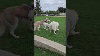 Colin Meets Dogs At The Park maremma sheepdog dogpark doglover dogs dogsitter puppy happydog [upl. by Arata]