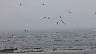 Northern Gannet torpedo bombing fish hunting display  one of nature’s great Spectacles [upl. by Esinyt]