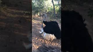 Ostrich mating dance [upl. by Boothman]