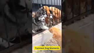 Funniest Dogs of 2024  Hilarious Dog Moments You CantMiss 🐶😂 FunnyDogs Dogs2024 CuteAndFunnyquot [upl. by Ecadnarb]