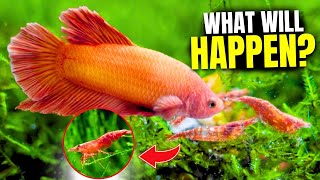 Will Bettas Eat Shrimp Heres How To Keep Both [upl. by Arlin]