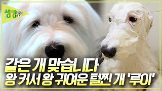 유기견에서 견생역전 왕 커서 왕 귀여운 올드 잉글리시 시프도그 루이 2TV 생생정보 KBS 241113 방송 [upl. by Hirai]