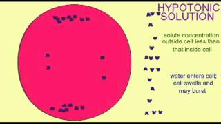 AP1 CELL MEMBRANE ISOTONIC HYPERTONIC HYPOTONIC [upl. by Chic]