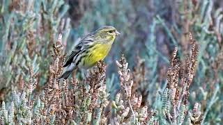 Serinus serinus European Serin [upl. by Aipotu27]