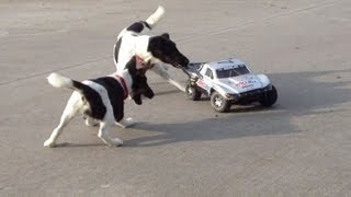 Dogs Attacking RC Car [upl. by Isabelita211]