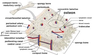 Bones Structure and Types [upl. by Blackstock]