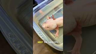 Axolotl The RealLife Superhero of the Animal Kingdom 🌟 [upl. by Arrim]