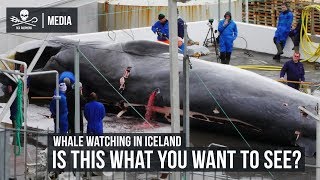 Whale Watching in Iceland Is this what you want to see [upl. by Assilam]