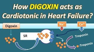 How Digoxin acts as Cardiotonic in Heart Failure [upl. by Lepp]