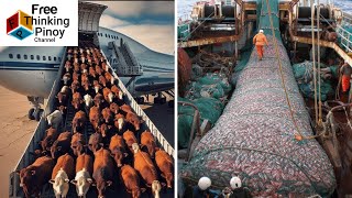 Ganito pala ilipat ang MARAMING BAKA Limpak Limpak na ISDA AT TAHONG HARVESTING [upl. by Shaffert]