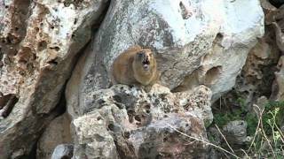 Hyrax Singing on a Rock [upl. by Jermain]