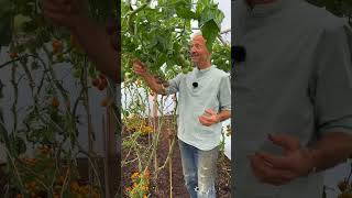 Ripening tomatoes Early autumn polytunenl Ggarden tomatoes Charles Dowding [upl. by Merrie150]