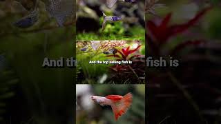 The Top 3 Bestselling Freshwater Aquarium Fish In The World [upl. by Baily498]