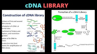 cDNA Library  cDNA Library Construction  cDNA Library Screening  cDNA Library Synthesis [upl. by Lucila]