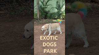 Exotic dog breeds at one place dog park in Bangalore dogfights doglover dogoargentino rottweiler [upl. by Bithia]