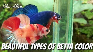 BEAUTIFUL TYPES OF BETTA FISH COLOR FOR BETTA LOVER [upl. by Murielle]