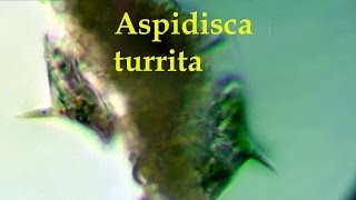 Aspidisca turrita [upl. by Annaitsirhc]