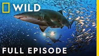 United Sharks of America Full Episode  Nat Geo Wild [upl. by Lem]