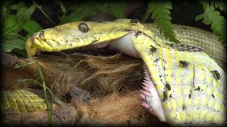 Python Eats Goat 01 Stock Footage [upl. by Scrope]