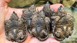 Where Your Baby Alligator Snapping Turtles Come From Digging Eggs at Loggerhead Acres Turtle Farm [upl. by Hunger]