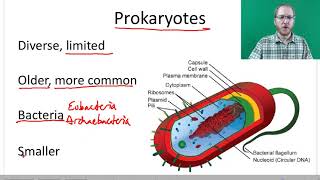 Prokaryotic and Eukaryotic Cells [upl. by Reames36]