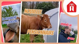 LES DINGUERIES DE LA CAMPAGNE 🐶 Pension CHEZ MARTH 87 26 [upl. by Nolram]