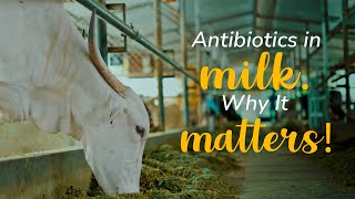 How antibiotics enter milk and why it matters  Akshayakalpa organic [upl. by Anrahc]