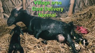 Village area goat delivery Normal indoor [upl. by Eisdnil453]